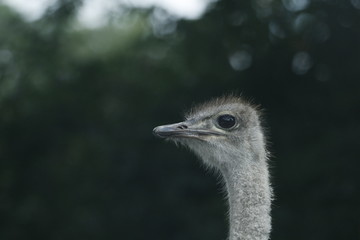 Emu portrait