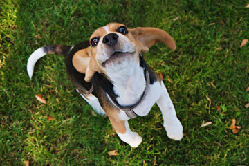 Portrait of funny young beagle puppy on the walk in the park, resting on juicy green mowed lawn. Small dog with black, brown and white stains outdoors. Background, copy space, close up. - obrazy, fototapety, plakaty