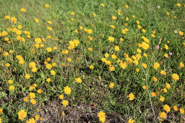 field of dandelions