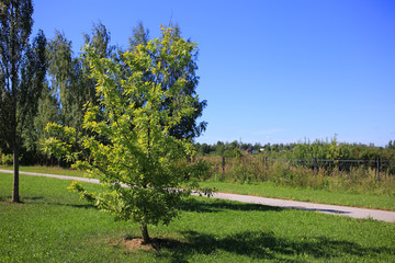 trees in the park