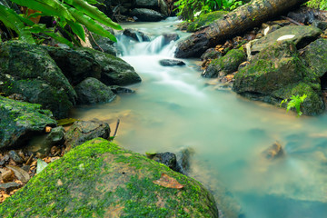 Naklejka na ściany i meble Small streams in forests and upstream forests in the rainy season
