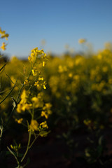 Canola close up