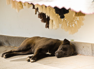 Ein Hund liegt im Schatten einer Überdachung im Sommer auf dem Boden und schläft in aller Ruhe, Madeira, Portugal