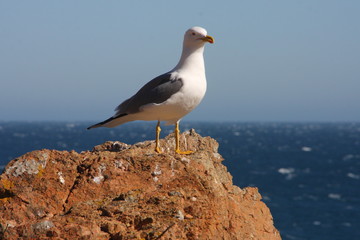 Close up view of Seagull portrait against sea shore. A white bird seagull sitting on a rock by the beach. Wild seagull with natural blue water background. Seagull Isolated 