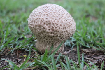 mushroom in grass