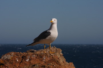 Seagull Close-up - A close-up view of a seagull standing on a seaside rock 