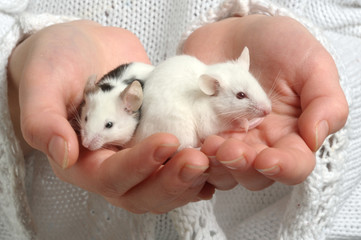 Mice on children hand