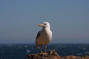 Close up view of Seagull portrait against sea shore. A white bird seagull sitting on a rock by the beach. Wild seagull with natural blue water background. Seagull Isolated 