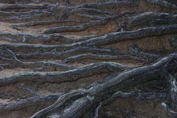 pine roots protruding from the ground background