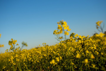Canola 19