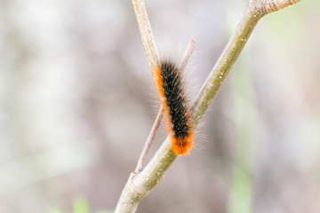 Hairy caterpillar. Orange and black. Crawling on the branch