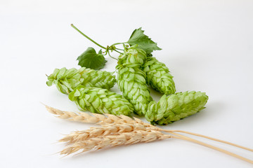 Humulus cones and stalks of wheat on a white background