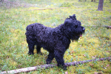 Black Russian Terrier dog