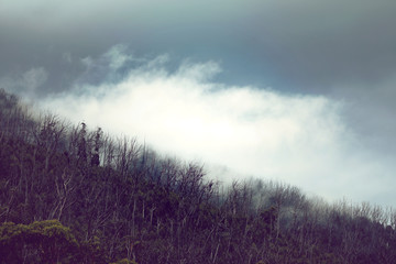 Obraz premium Regenwald in Australien mit Nebel