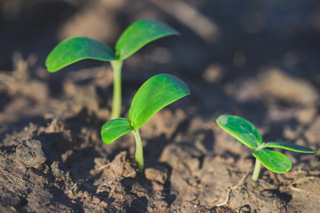 Young plant growing on soils
