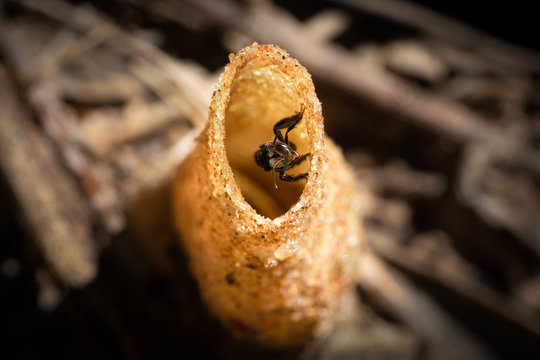 Close up Stingless bee nest