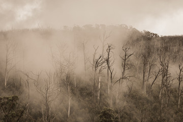 Regenwald in Australien mit Nebel