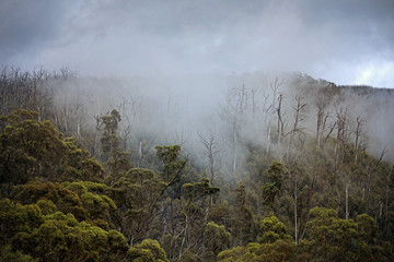 Regenwald in Australien mit Nebel