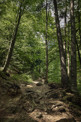 Mountain trail in the forest