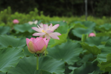 Fototapeta premium ハスの花