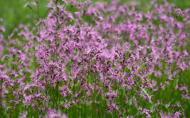 Naklejka premium Small purple flowers