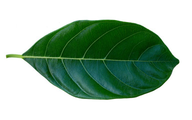 Fototapeta premium Jackfruit leaves isolated on white background.