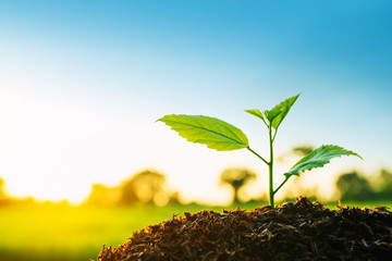 Seedling are growing in the soil and sunlight in the morning. Planting trees to reduce global...
