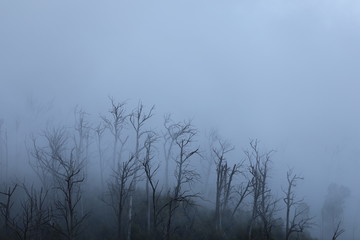 Regenwald Wald mit Nebel in Australien