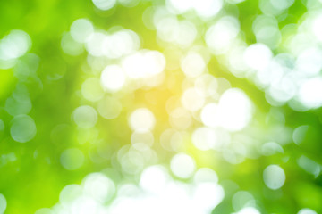 Green bokeh background of nature leaves. Abstract blur image.  