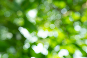 Obraz premium Green bokeh background of nature leaves. Abstract blur image. 