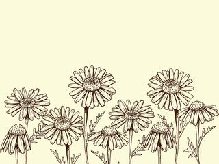 sketch of chamomile flowers on beige background, graphics