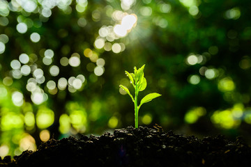 Seedling are growing in the soil and sun light, Planting trees to reduce global warming. 