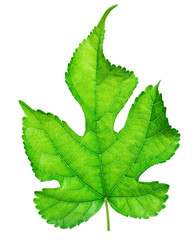 Mulberry leaves isolated on white background. Fresh leaf green, nature.