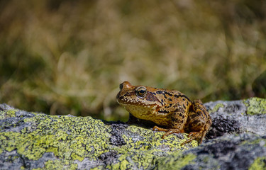 Red frog in Retezat National Park, Carpathian Mountains, Romania