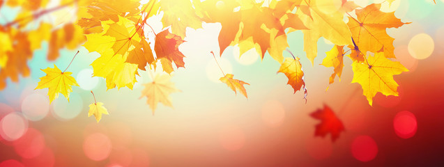 Falling Autumn Maple Leaves Natural Background