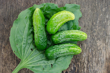 fresh cucumbers on wooden background