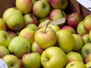 Fresh apples lie in an open box. Apple background