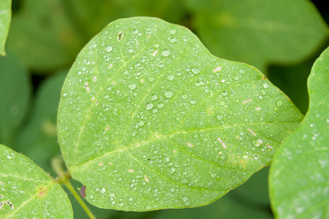Rain drops on green leaf with fungus. Isolated on blurred background. Close up.