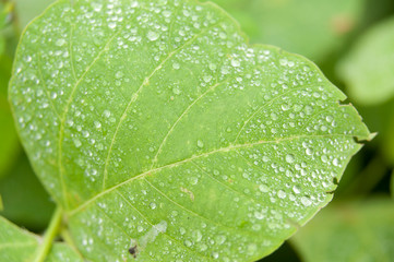 Green leaf fungus with raindrops. Isolated on blurred background. Close up.