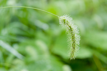 Plant with raindrops. Setaria viridis (green foxtail) in Japan is called: Enokorogusa. Isolated on green blurred background.