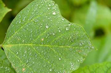 Raindrops on a green leaf with rust (fungus). Isolated on blurred background. Close up.