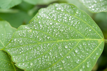 Green leaf with raindrops. Isolated on blurred background. Close up.