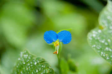Close-up of beautiful little flower Commelina communis, commonly known as the Asiatic dayflower wet with raindrops. Green leaves blurred background.