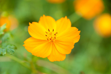 Beautiful Flower Cosmos sulphureus (sulphur cosmos). Close-up.