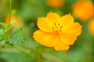 Cosmos sulphureus (sulphur cosmos). Beautiful flower in close-up. Copy space.