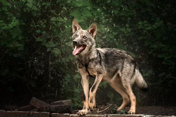 Obraz premium little wolf funny games wild wolf cub