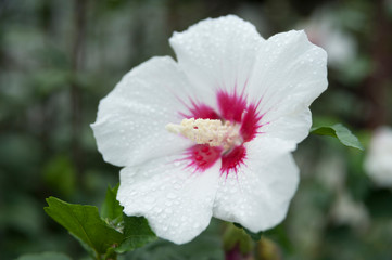 The beautiful Hibiscus syriacus (Rose of Sharon) flower with rain droplets. Isolated on blurred background.