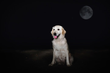 golden retriever dog portrait in the night magic light incredible photo