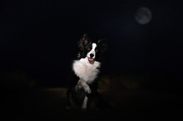 border collie dog portrait in the night magic light incredible photo