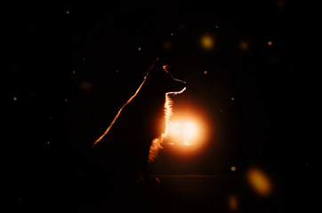border collie dog silhouette in the night magic light incredible photo